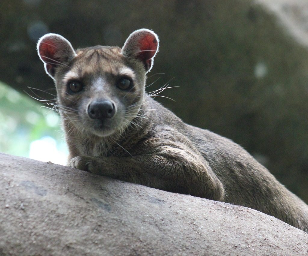 Safari Madagascar Tours Fosa