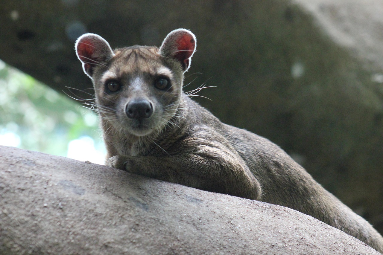 Safari Madagascar Tours Fosa