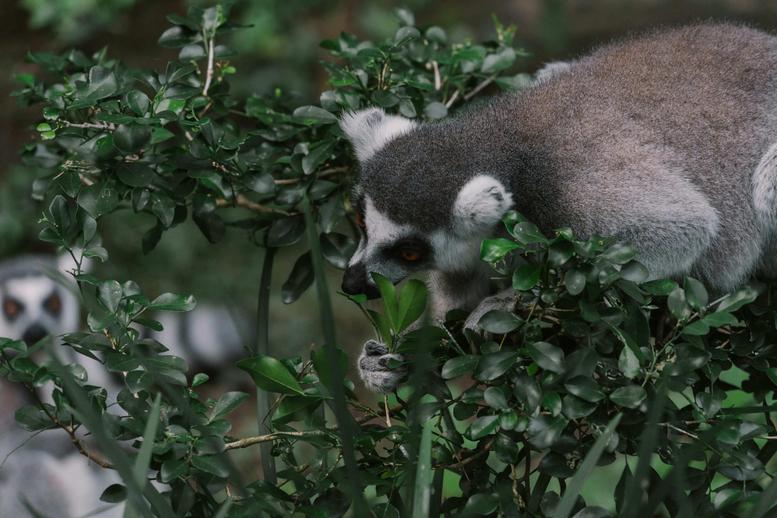 lemur Safari Tours Madagascar