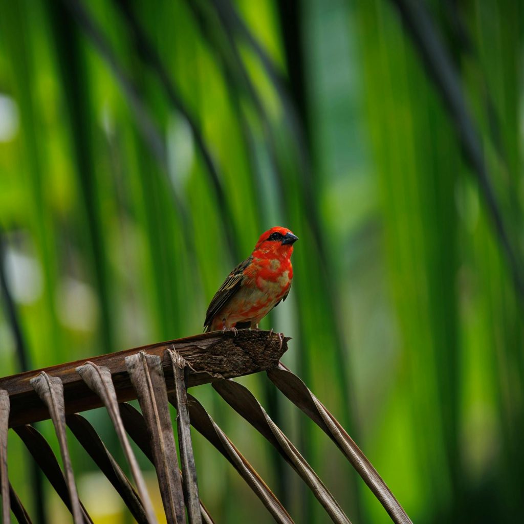 Birds of Madagascar