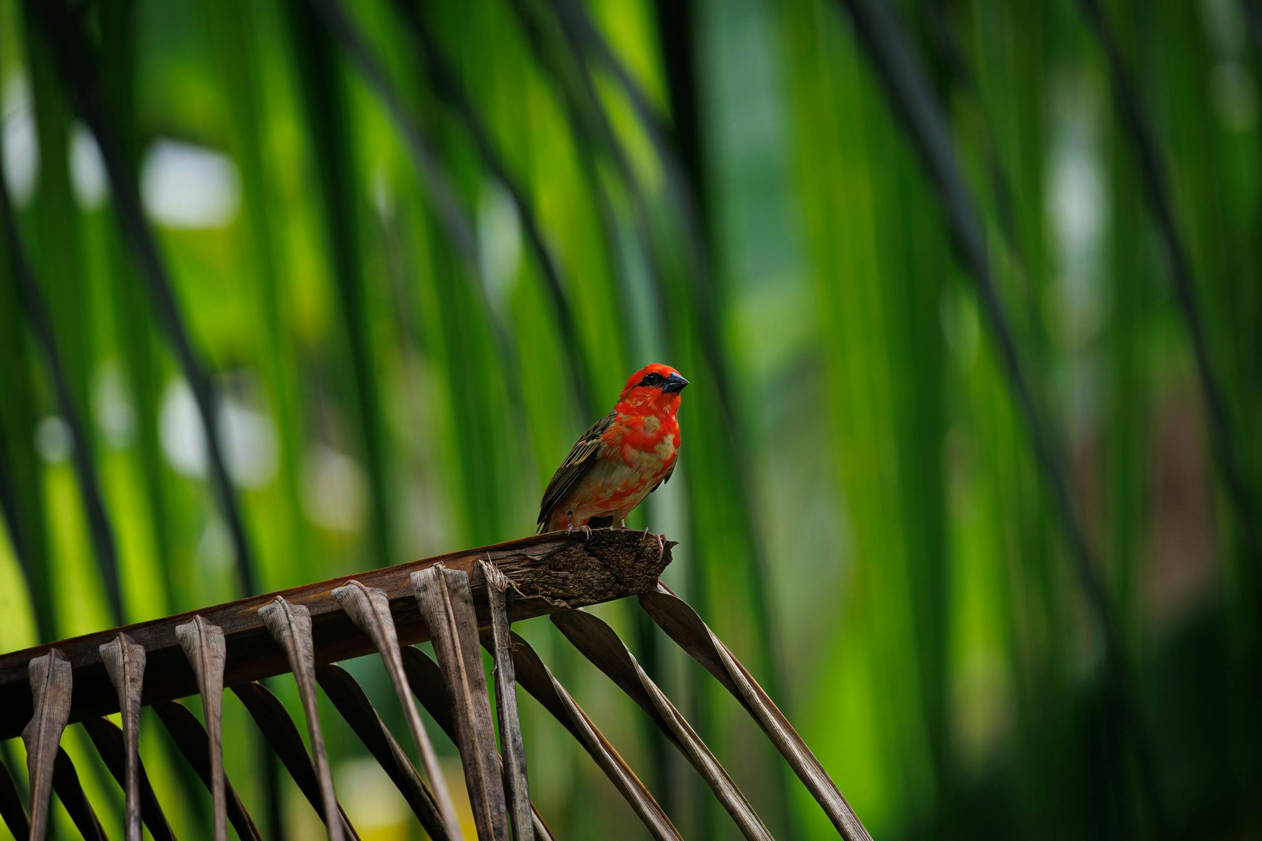 Birds of Madagascar