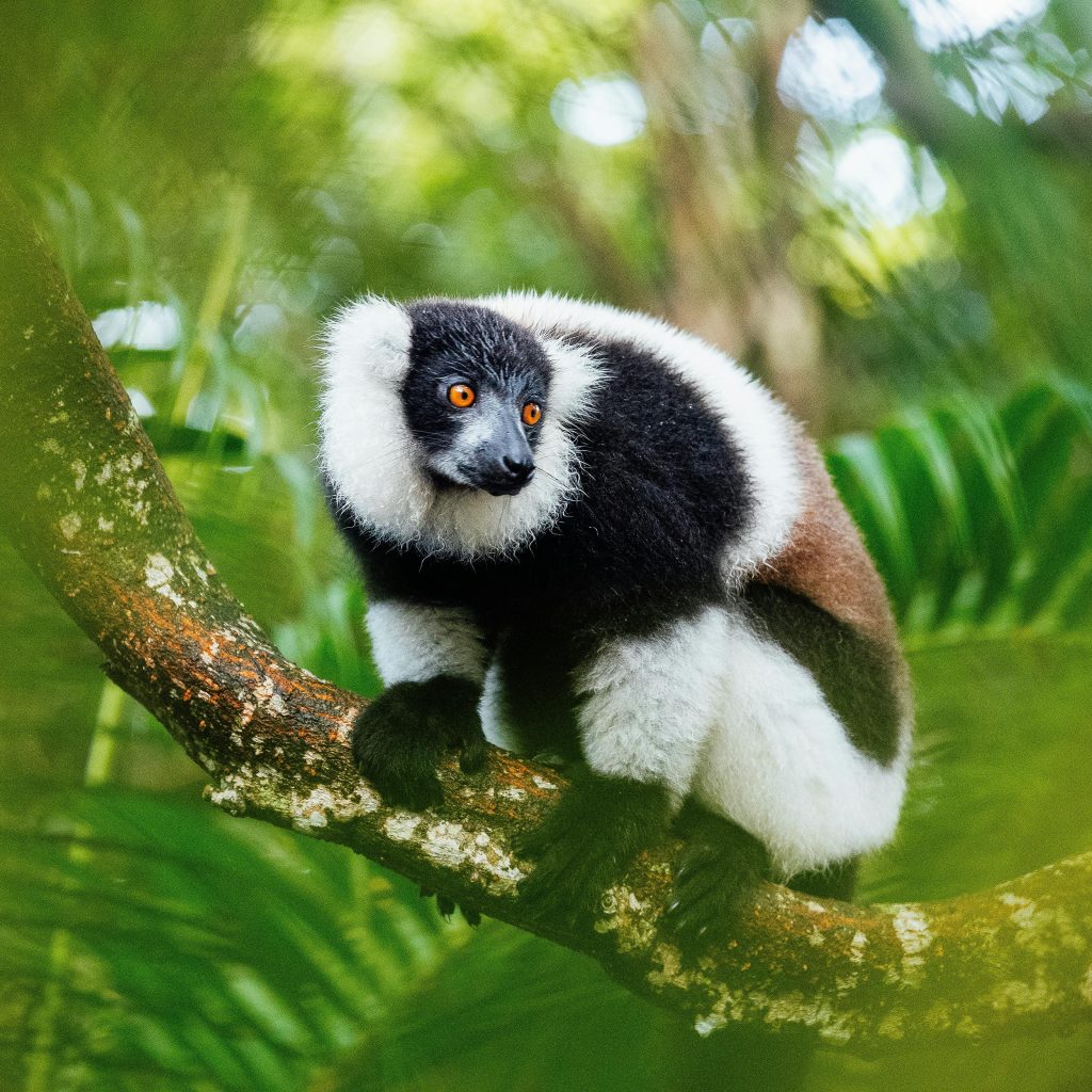 lemur safari tours madagascar