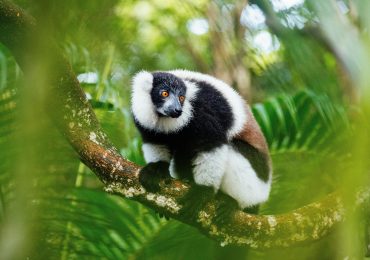 Madagascar Adventure & Discovery Tour 2026 – Andasibe, Palmarium & Sainte-Marie (18 Days / 17 Nights)