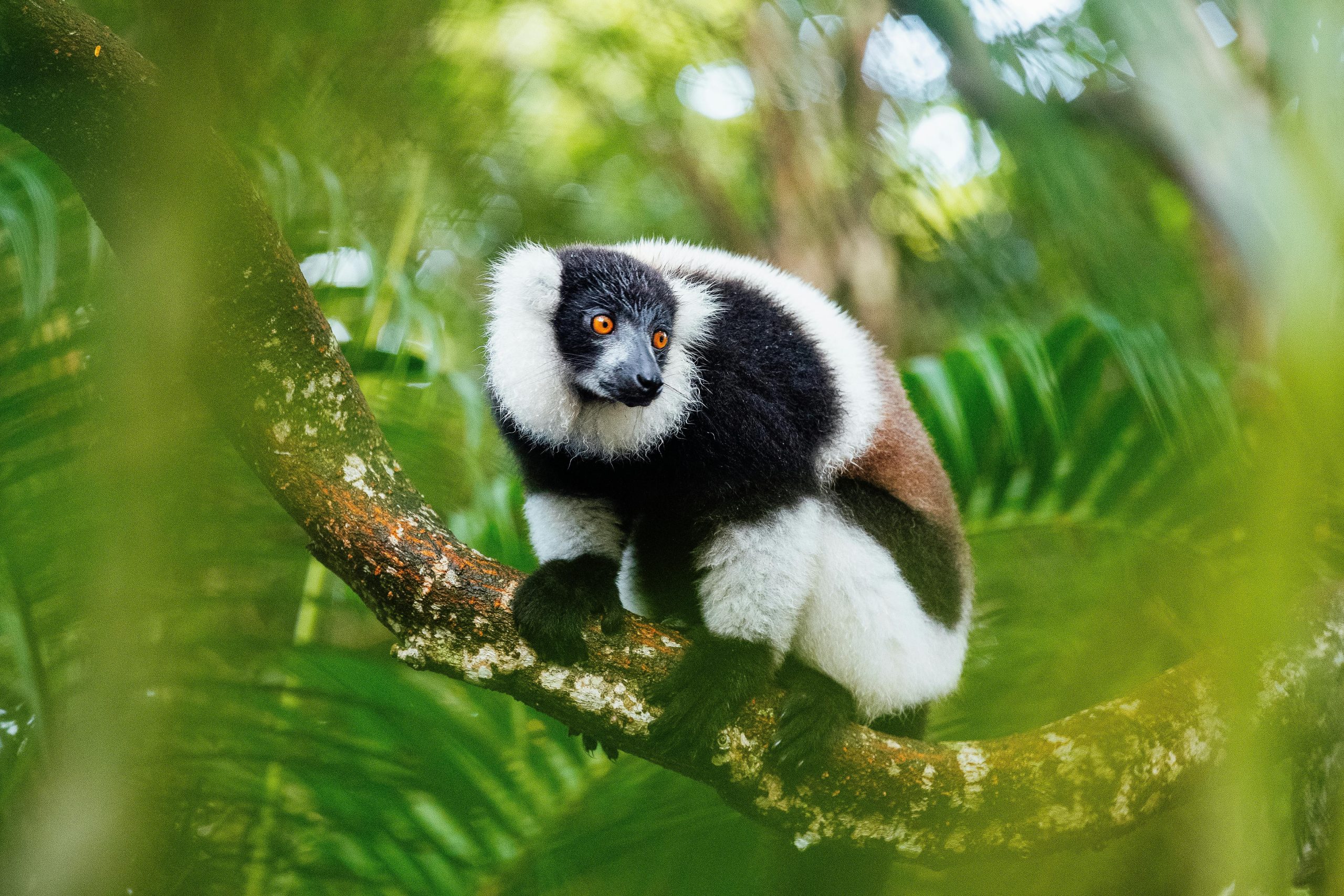 lemur safari tours madagascar