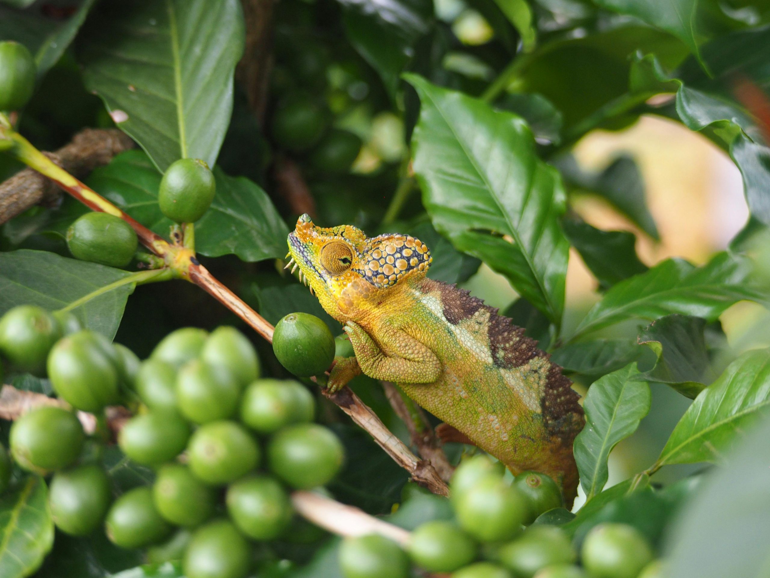 cameleon