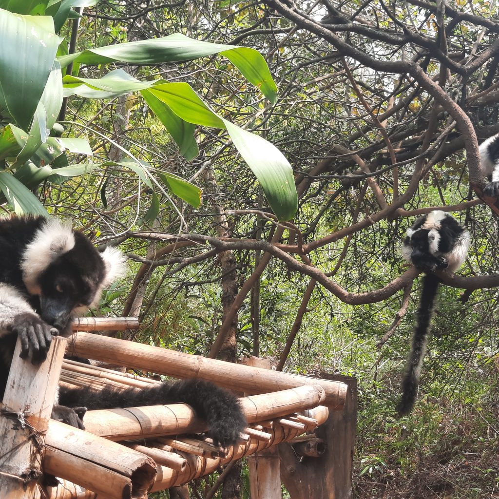 Lemur madagascar