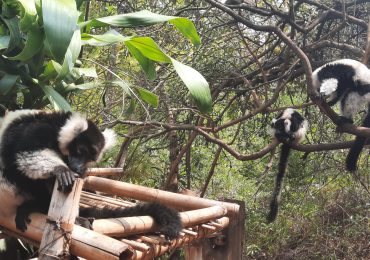 Lemur madagascar