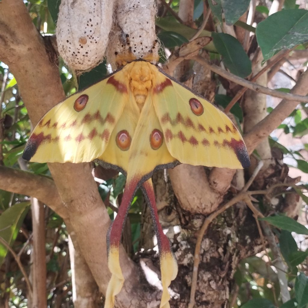 BATTERFLY
