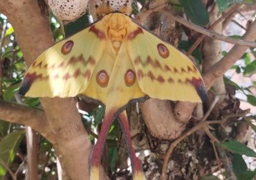 BATTERFLY