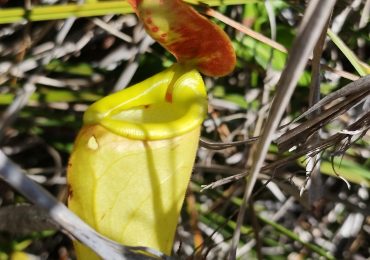 endémique FLEUR DE MADAGASCAR