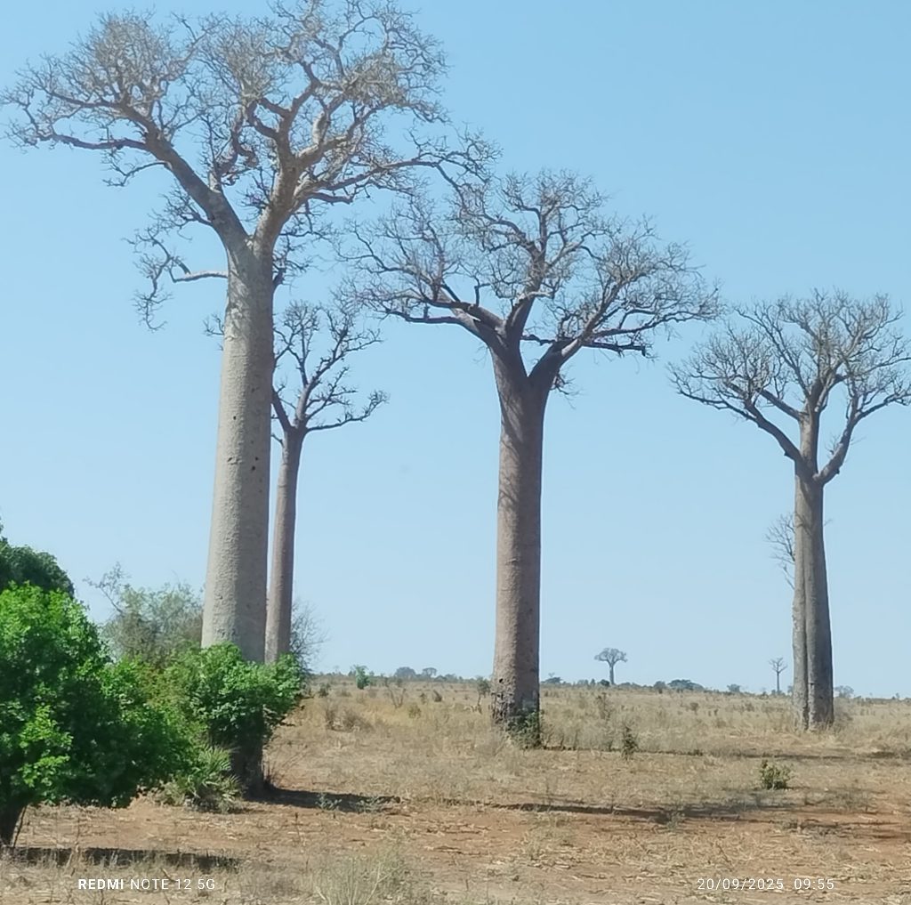Baobab