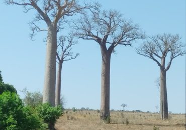 Baobab