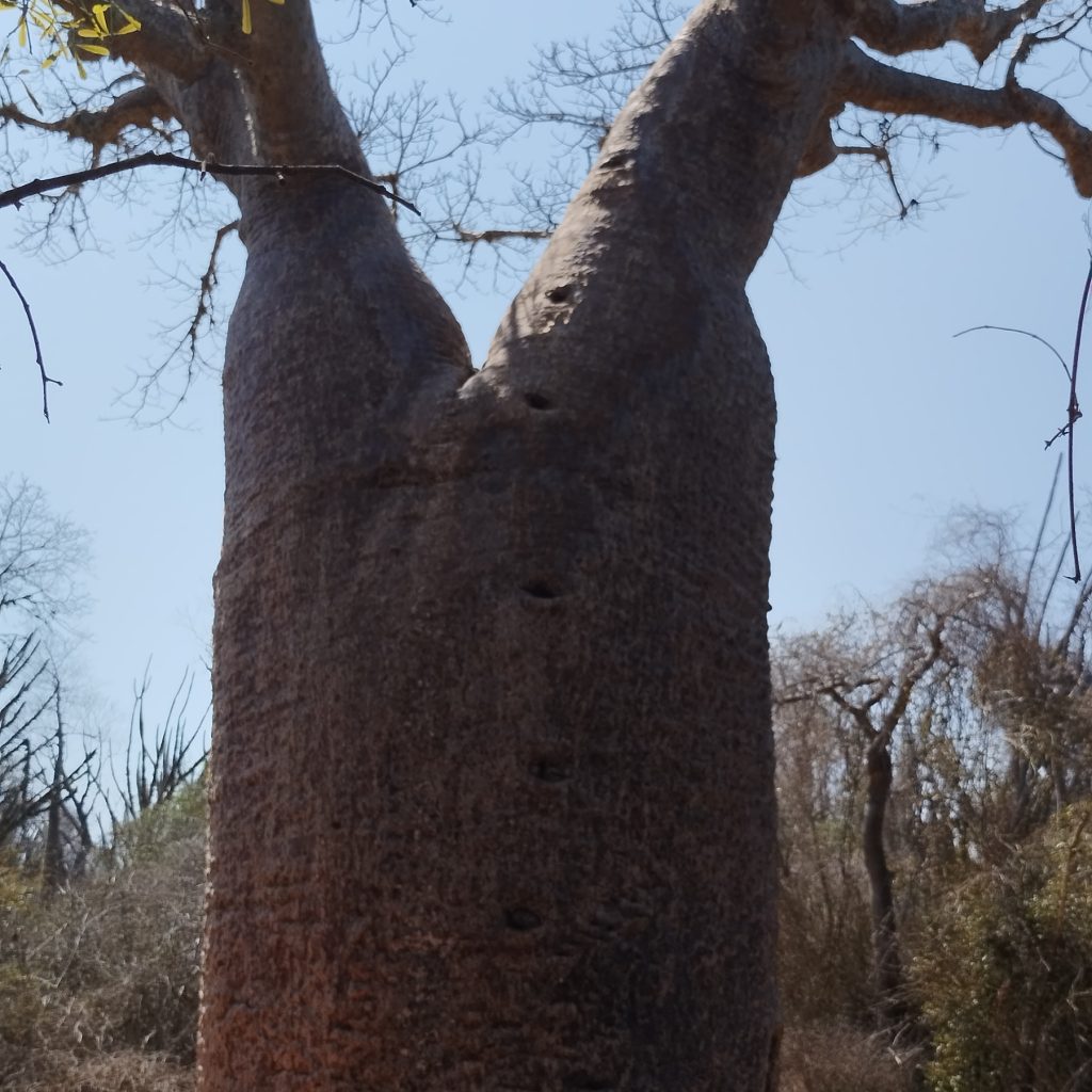 BAOBAB