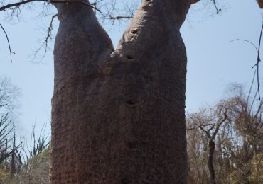 BAOBAB