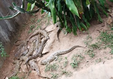cROCODILE