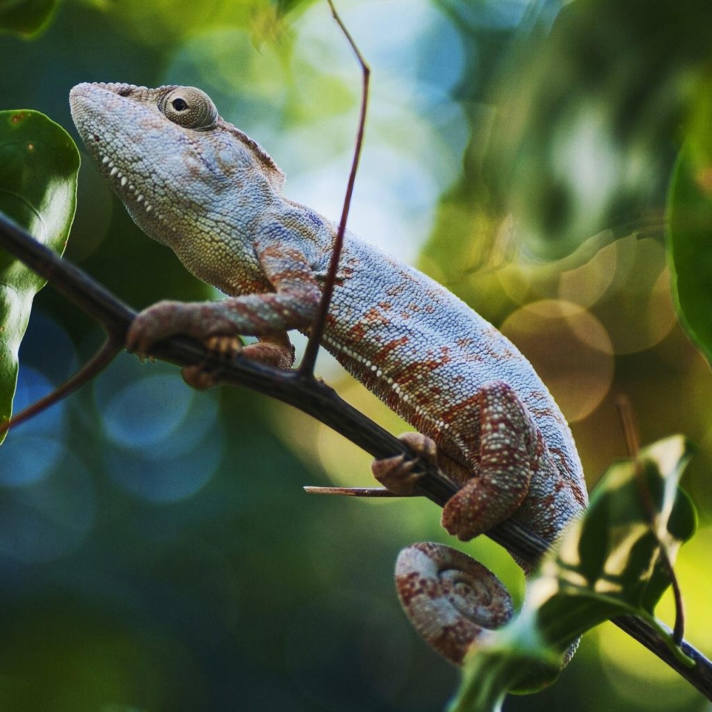 chameleon-Local Tour Operator in Madagascar | Safari Tours Madagascar