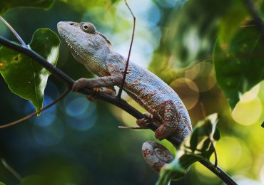 chameleon-Local Tour Operator in Madagascar | Safari Tours Madagascar