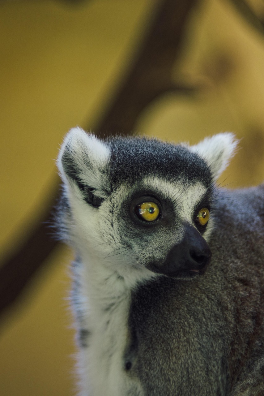 madagascar safari guide