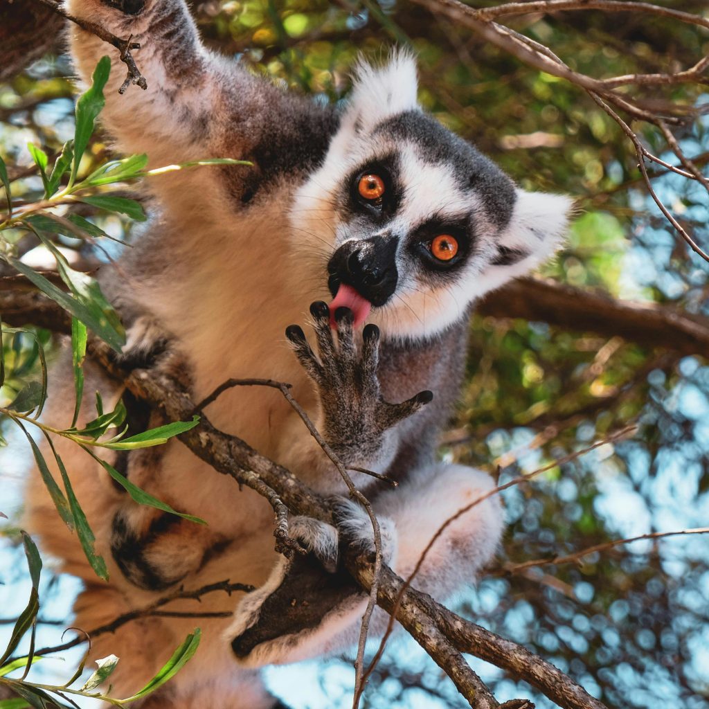 ecotourism Madagascar responsible travel