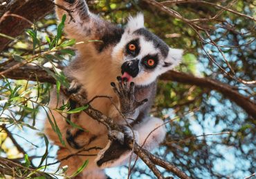 Madagascar Grand Wildlife & South Coast Discovery Tour (28 Days)