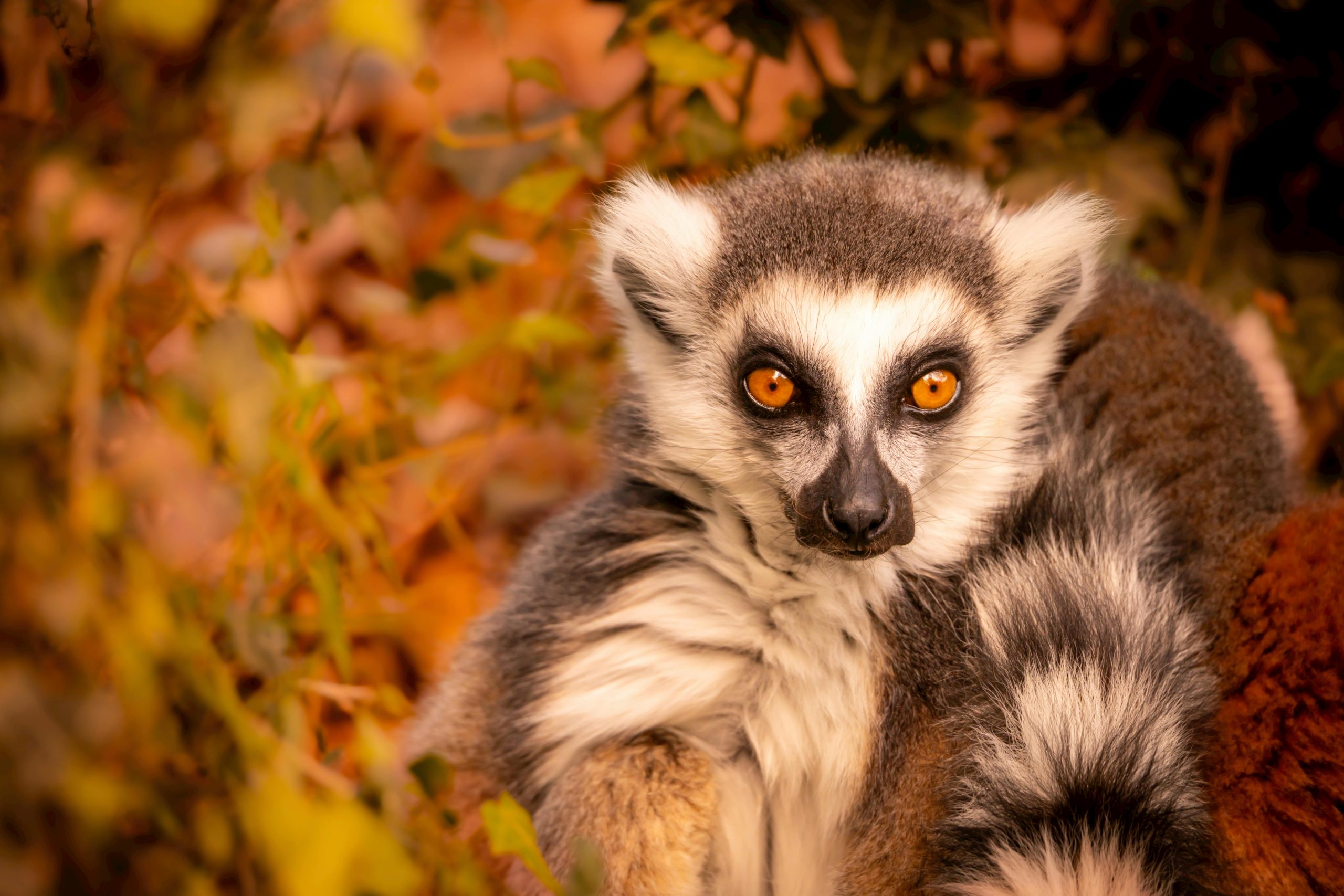 Safari Tours Madagascar Lemur