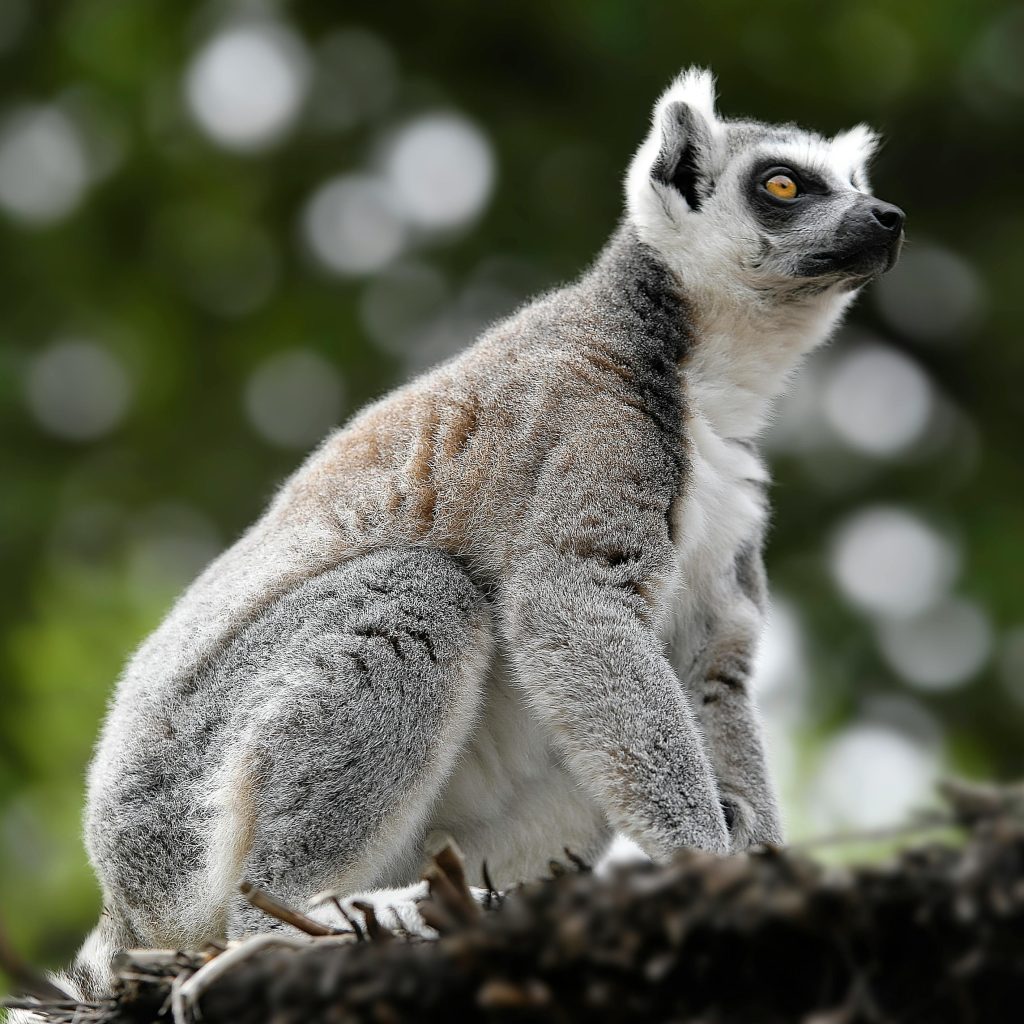 Madagascar safari tour 2026 with lemur,