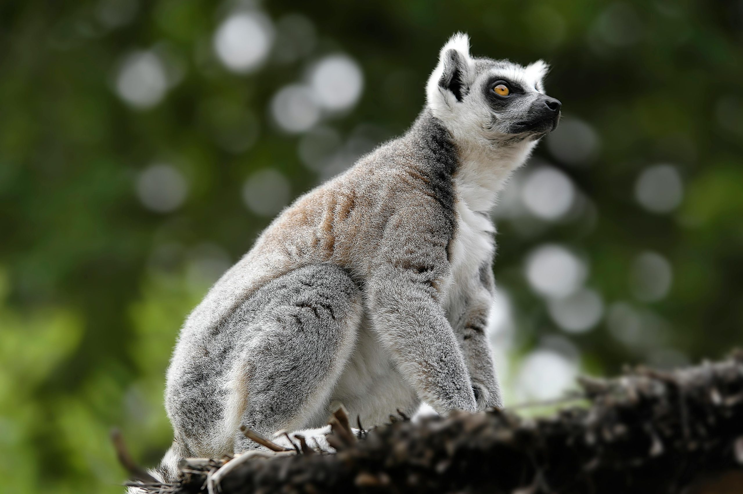 Madagascar safari tour 2026 with lemur,