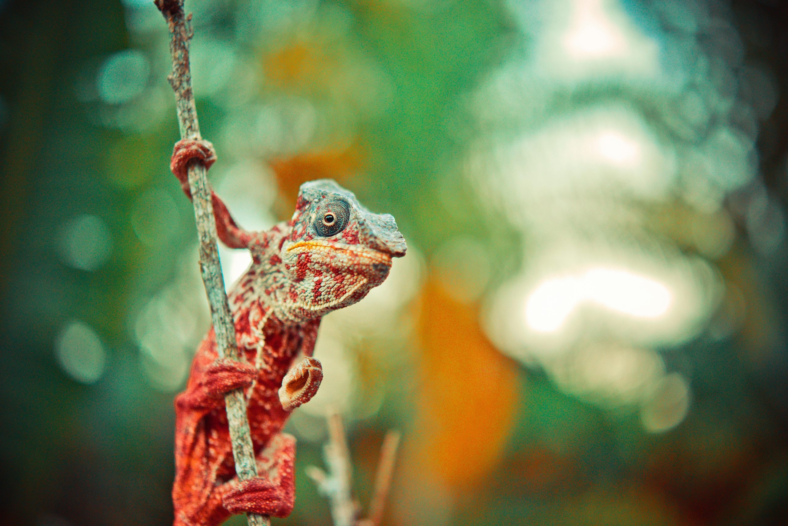 Local community and traditional life in the Morondava region, western Madagascar