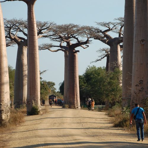 Avenue of the Baobabs