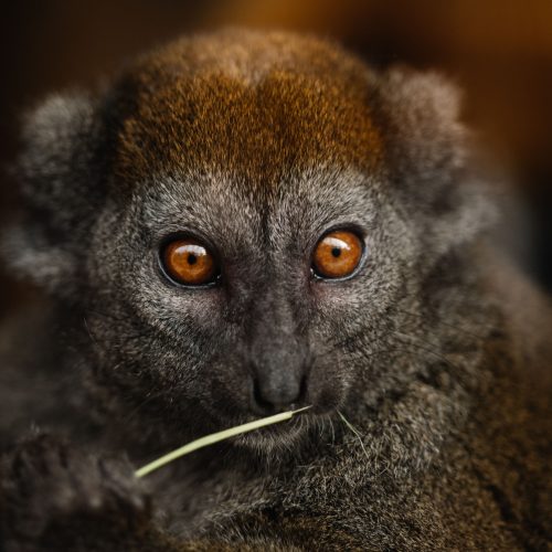 Andasibe National Park