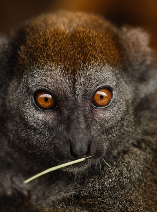 Andasibe National Park