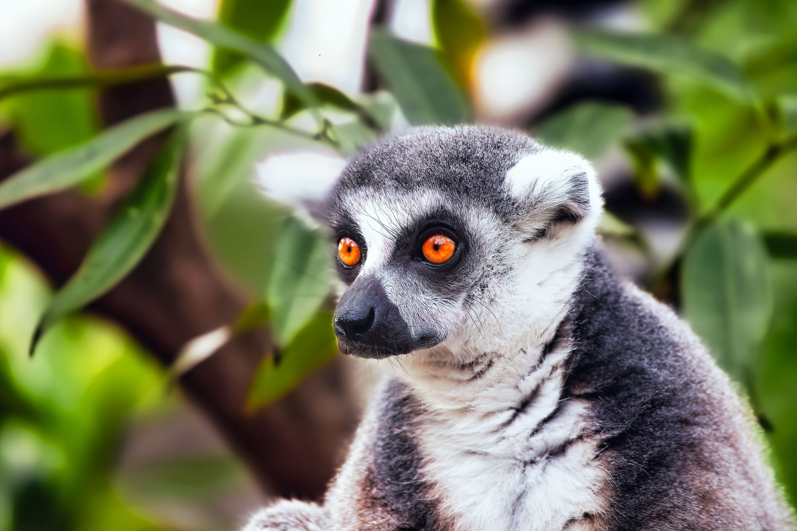 Madagascar Safari