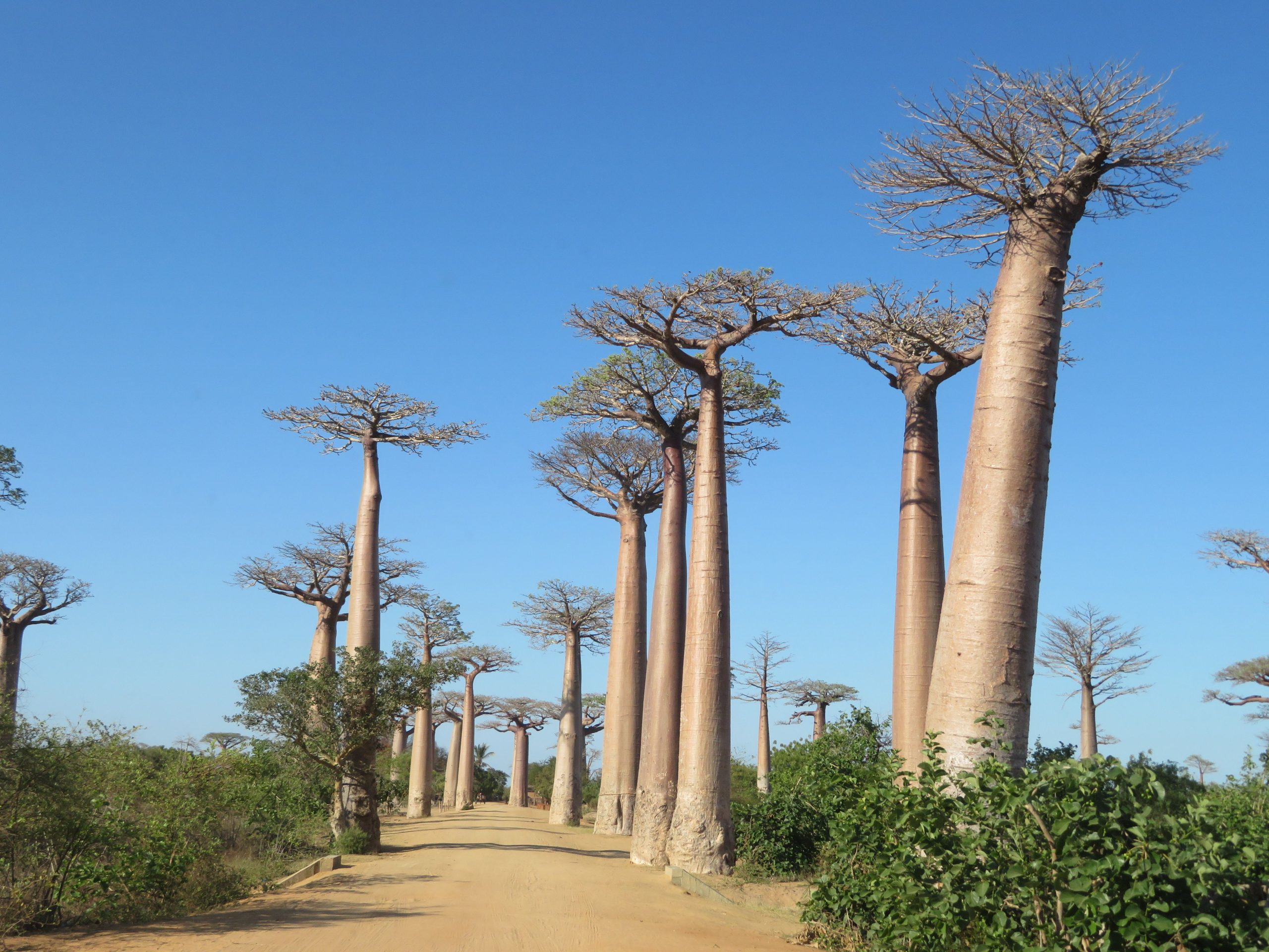 Silhouettes of baobab trees at sunset with a vivid orange and red sky, Morondava, Madagascar
