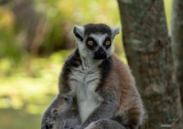 14-Day Eastern Madagascar: Rainforest, Pangalanes Canal & Sainte Marie