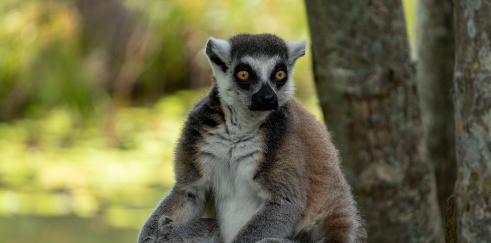 lemur from amadagascar safari tours madagascar