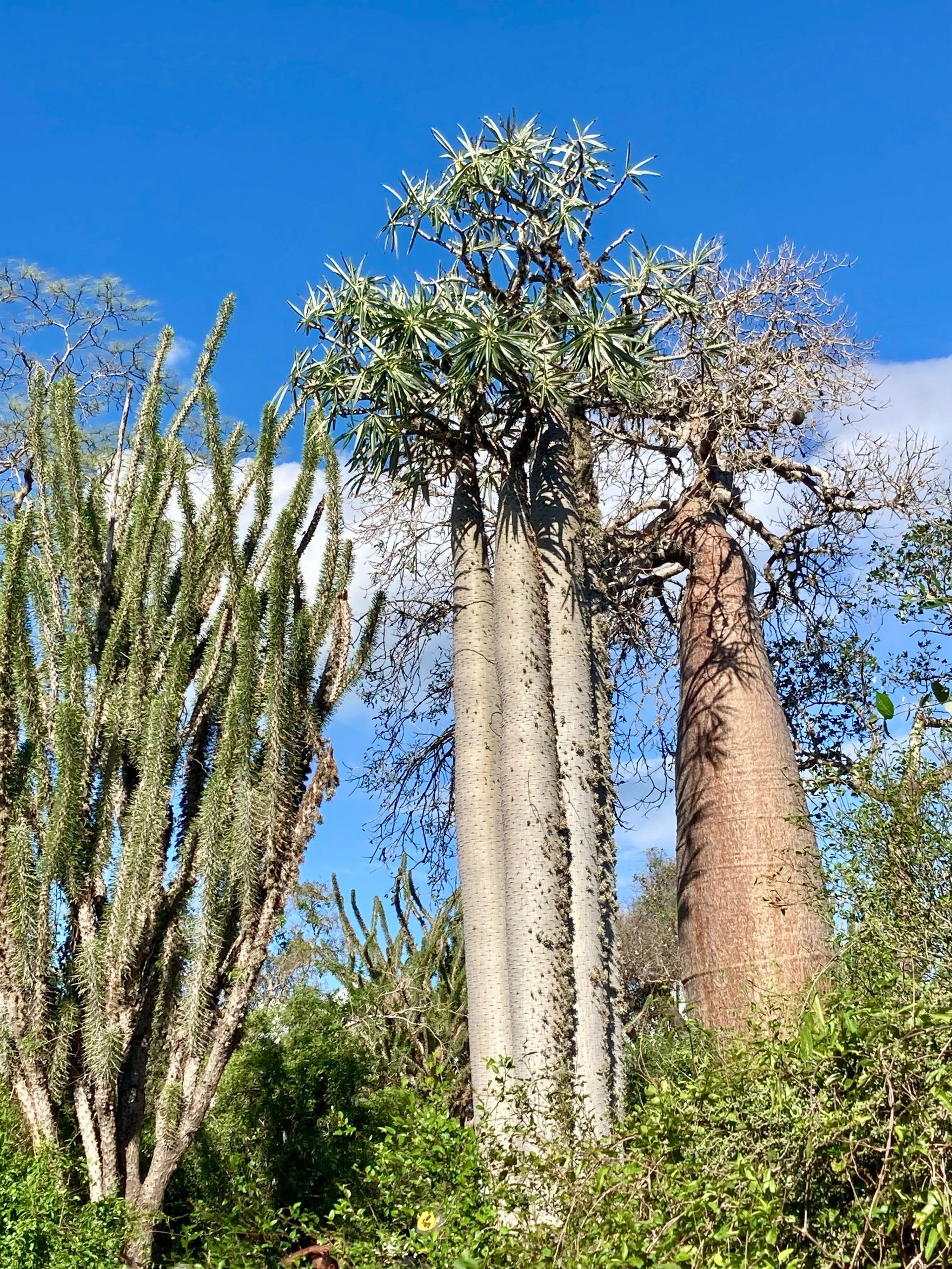 Baobab trees reflected in water during the rainy season, Avenue of the Baobabs, Madagascar