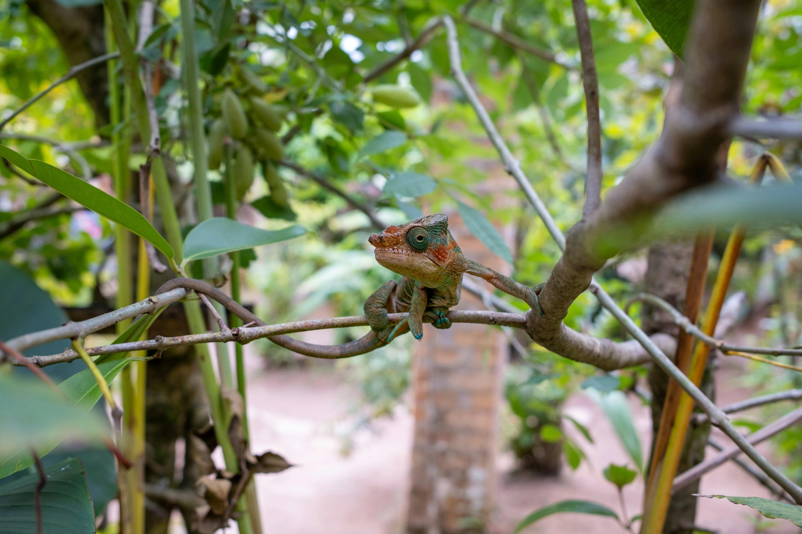 Endemic chameleon of Madagascar in the Andasibe rainforest