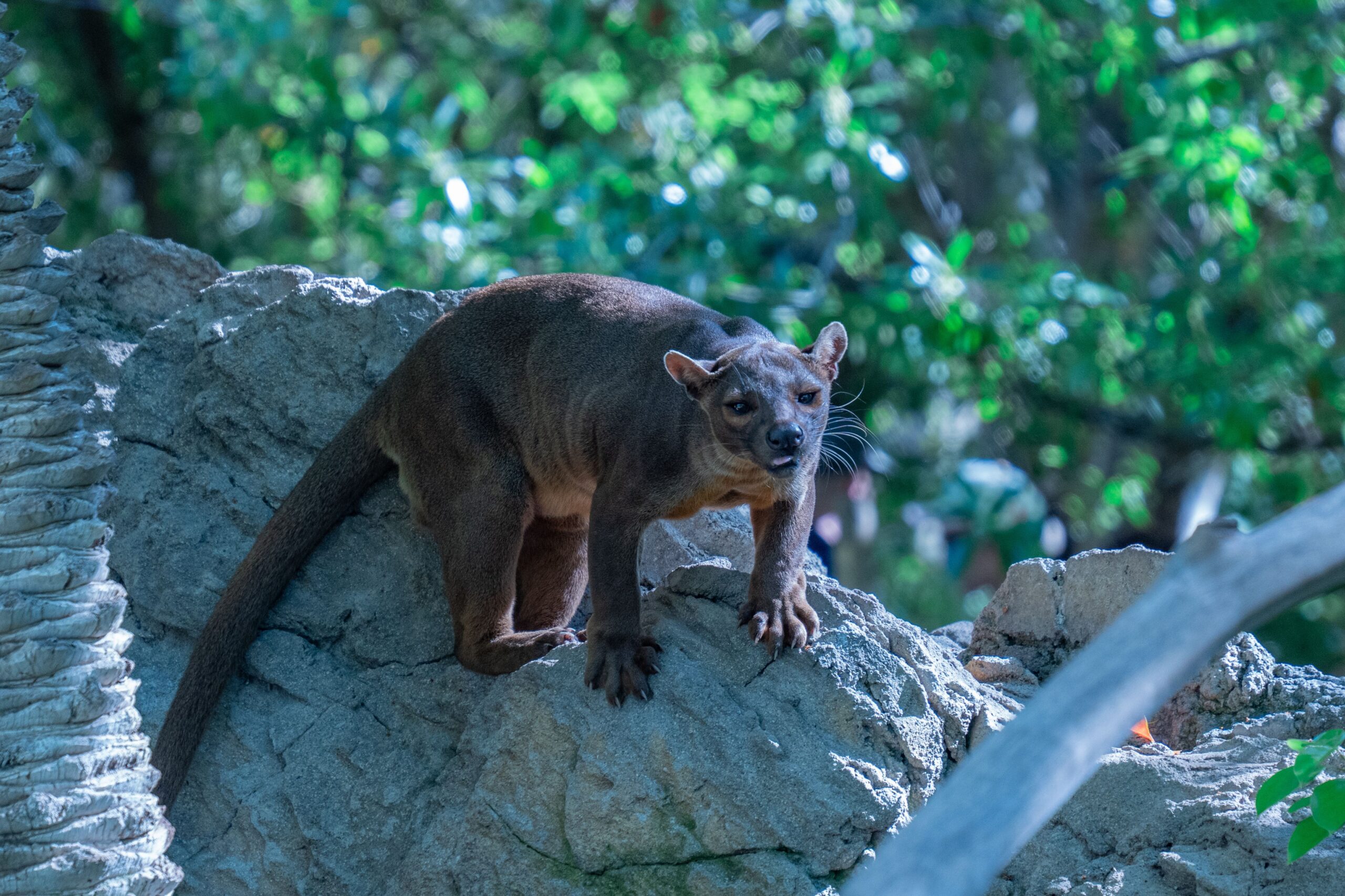 Fosa Madagascar